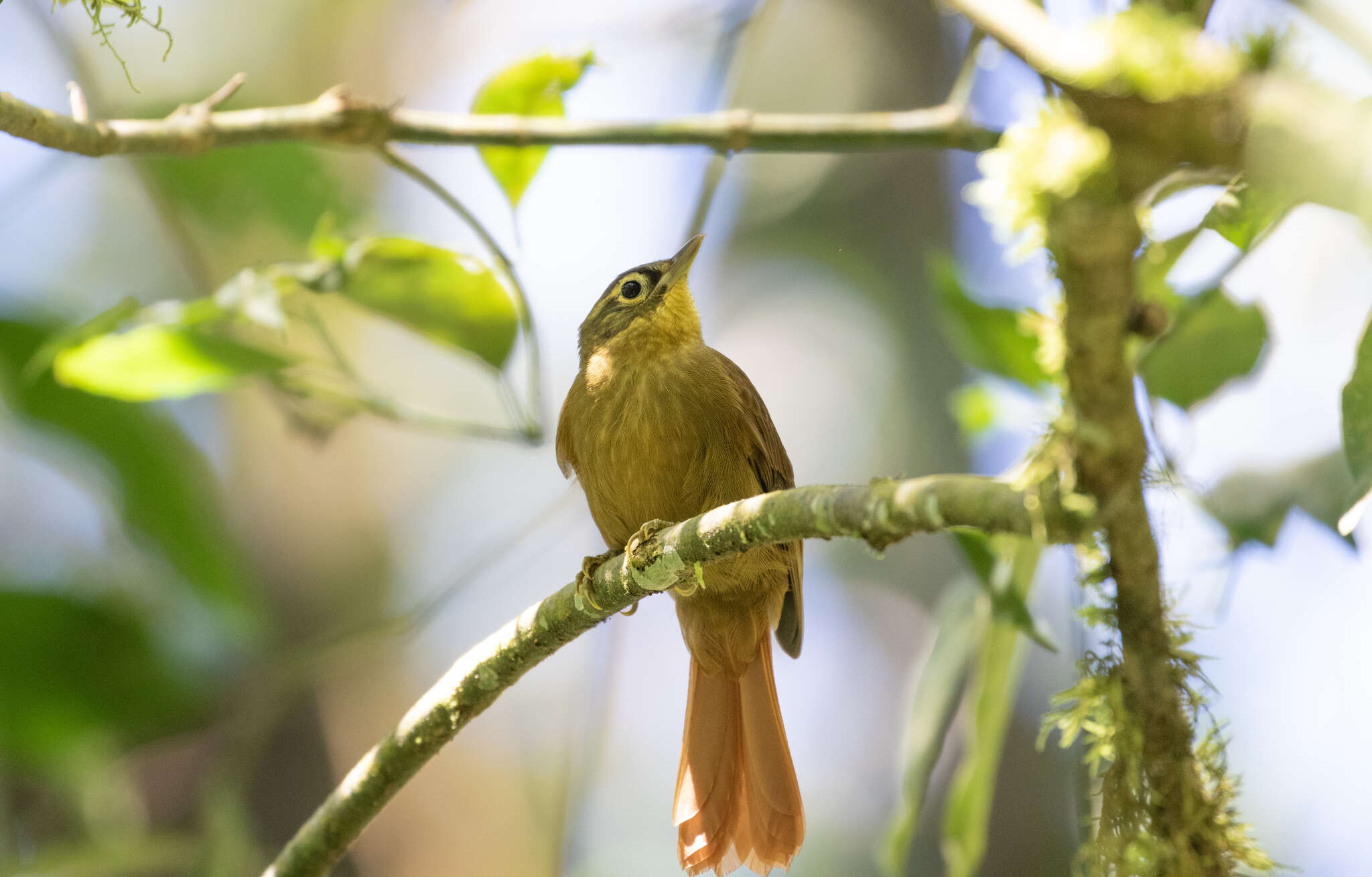 Image of Montane Foliage-gleaner