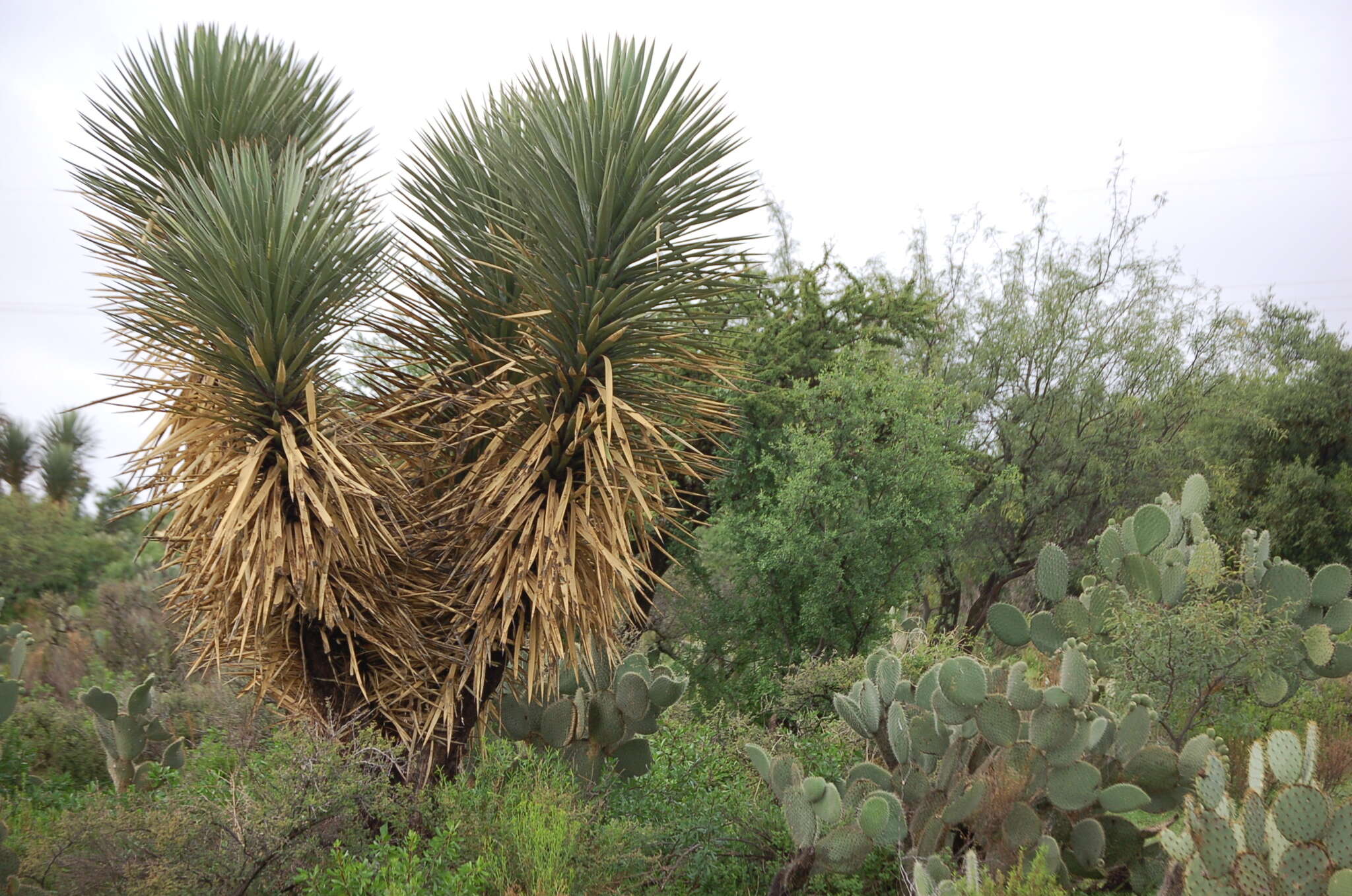 Image of Yucca decipiens Trel.