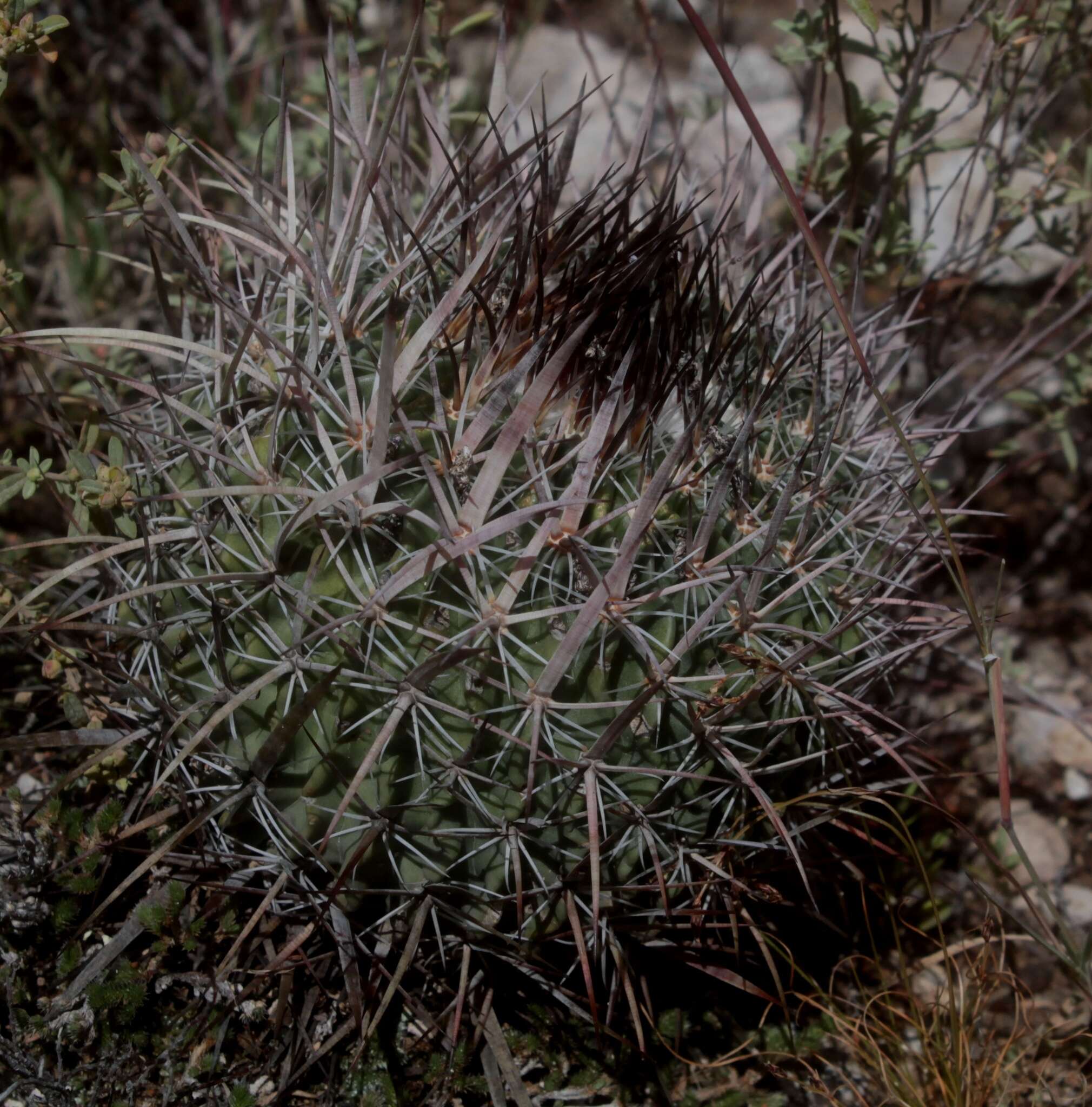 Sivun Echinofossulocactus tetraxiphus kuva