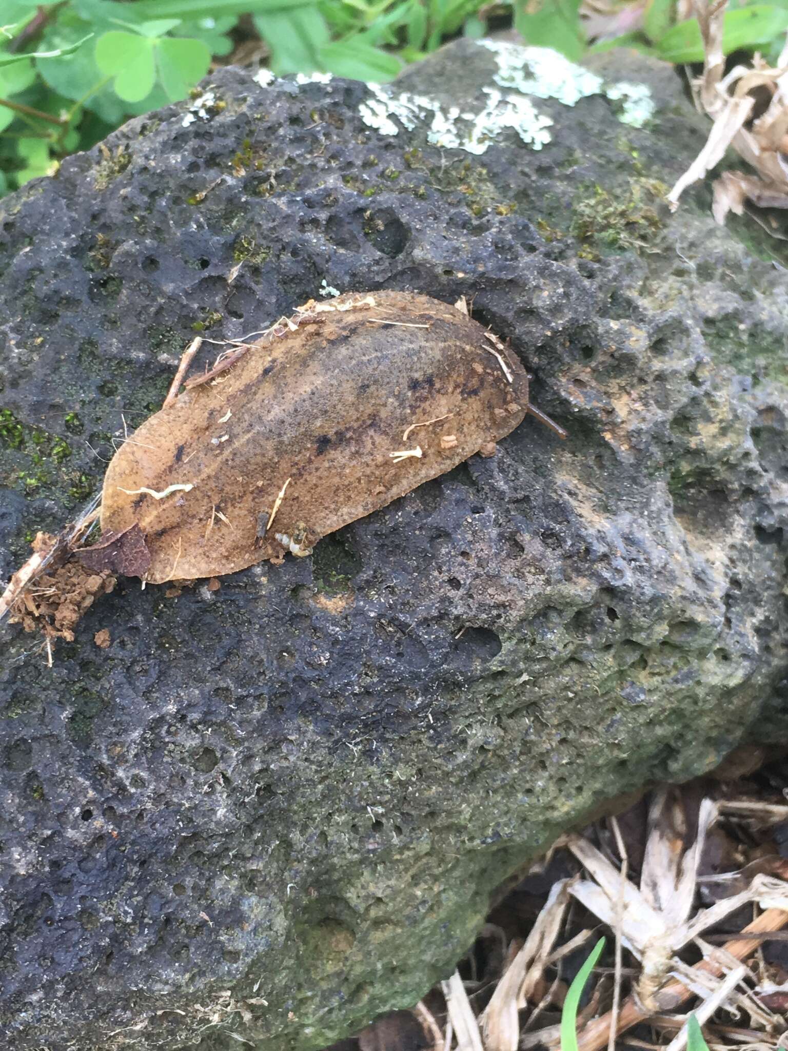 Image of Cuban slug