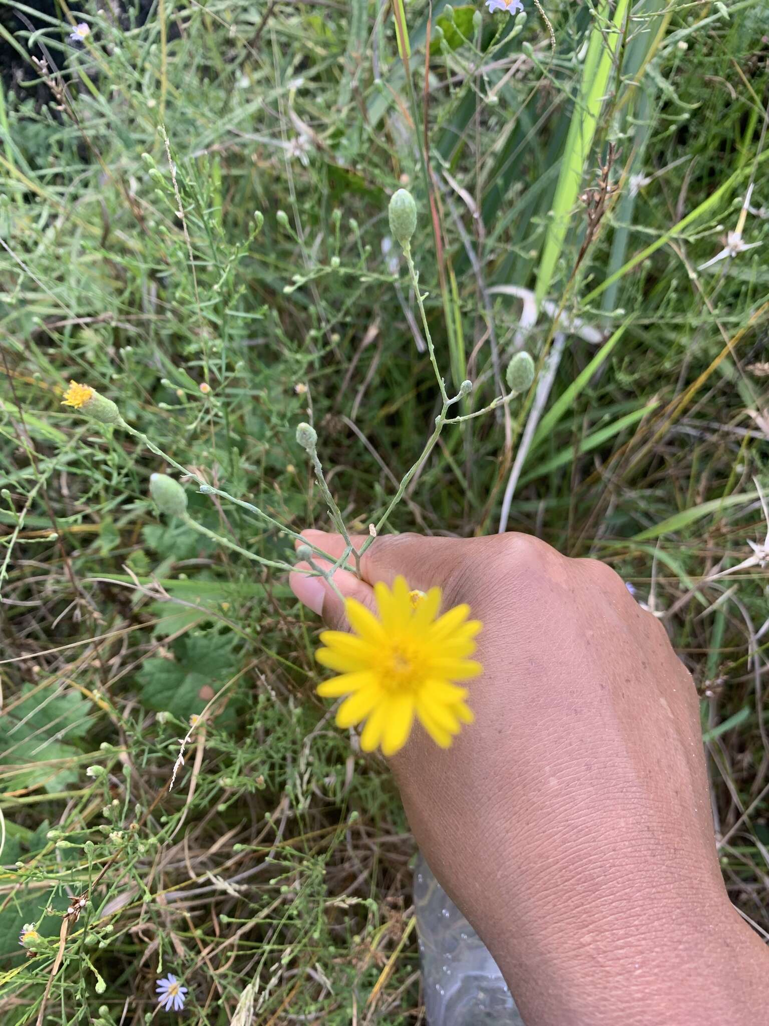 Image of Tracy's silkgrass