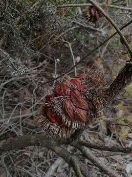 Image de Banksia nutans R. Br.