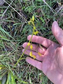 Image of Bulbine vagans E. M. Watson