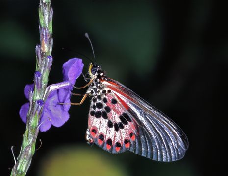 Image of <i>Acraea ranavalona</i> Boisduval 1833