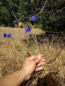 Image of Garden Cornflower