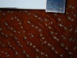 Image of Lamarck´s sheet coral