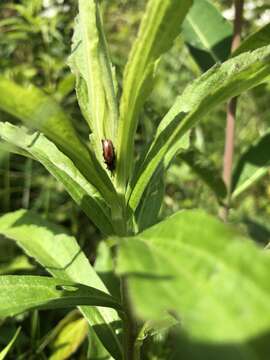 Microrhopala vittata (Fabricius 1798)的圖片