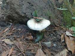 Image of Agaricus deardorffensis Kerrigan 2016