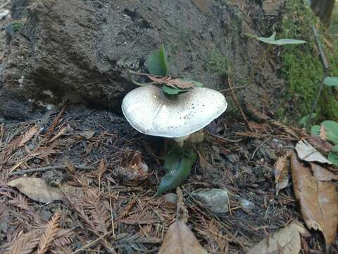 Image of Agaricus deardorffensis Kerrigan 2016