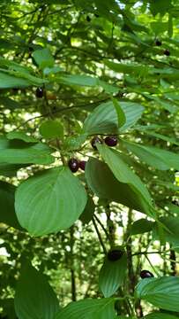 Image of blackfruit dogwood