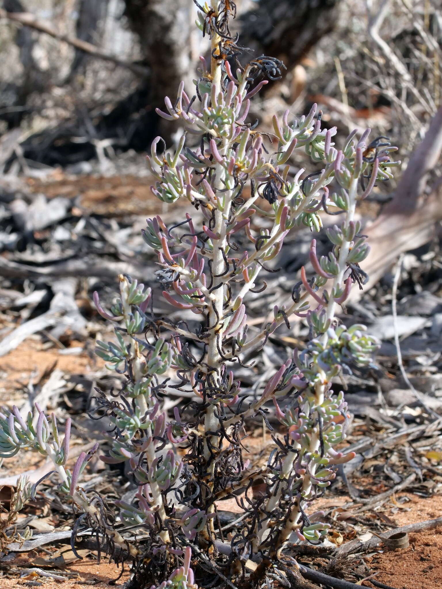 Image of Three-wing Bluebush