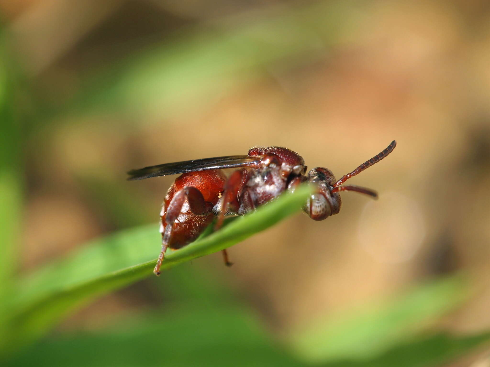 Image of Pasites maculatus Jurine 1807