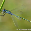 Image of Common Spreadwing