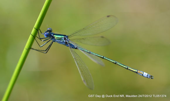 Image of Common Spreadwing