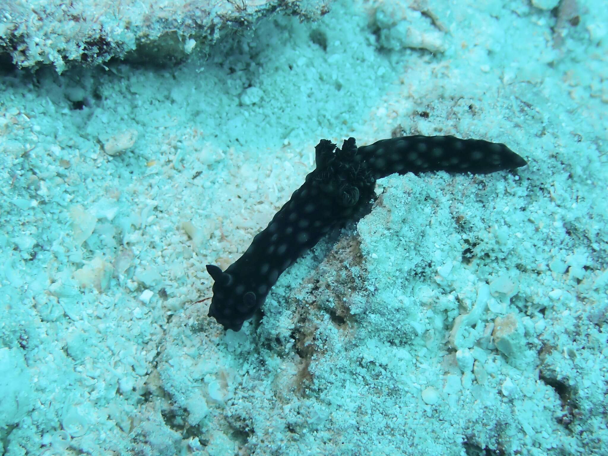 Image of Green spot black slug