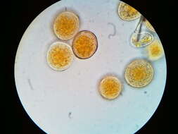 Image de Puccinia asparagi DC. 1805