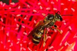 Image of Lasioglossum bicingulatum (Smith 1853)