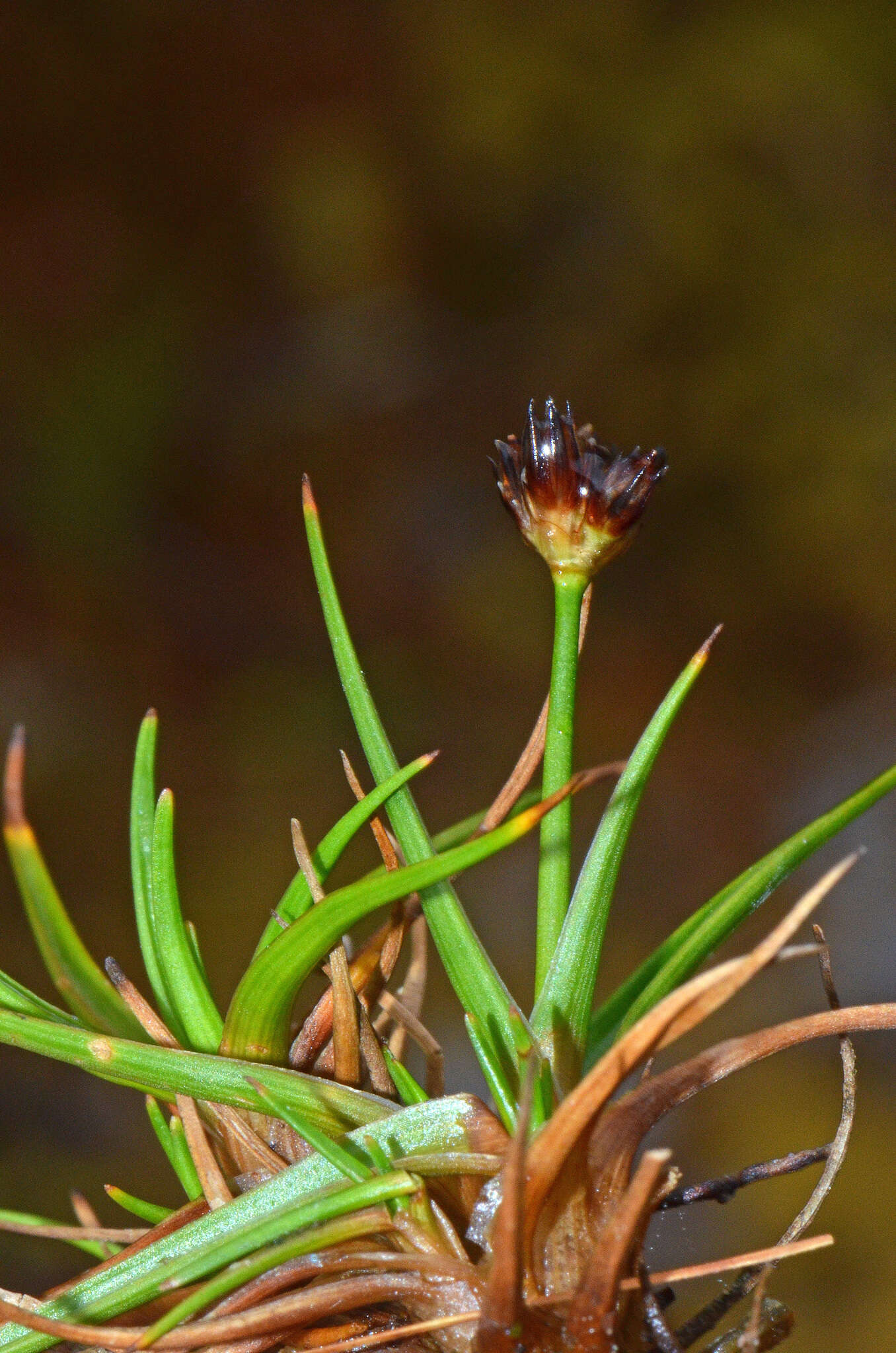 Слика од Juncus antarcticus Hook.