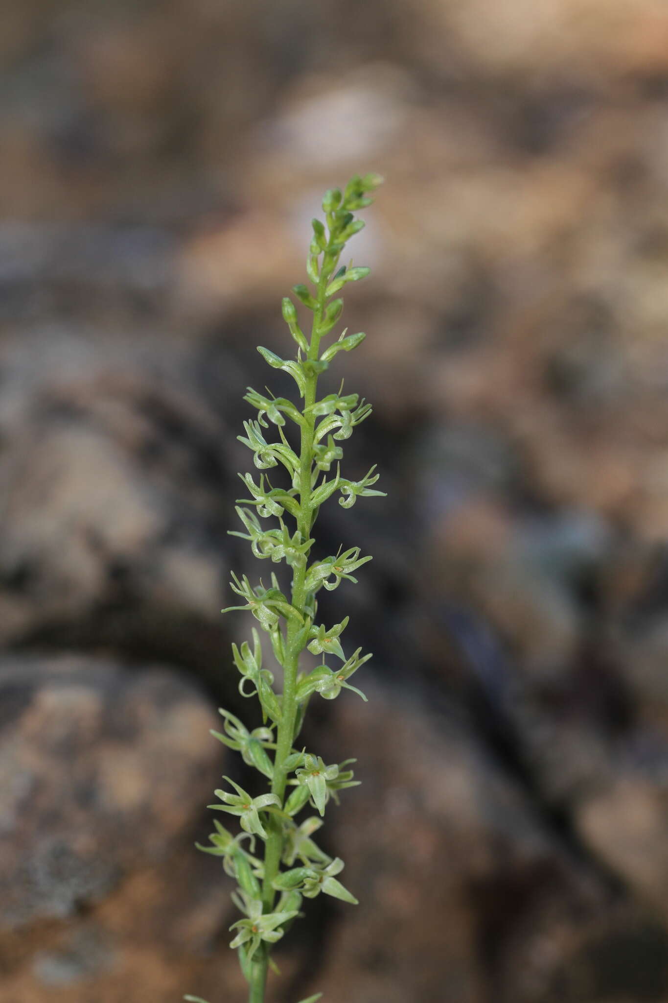 Image of narrow-petal rein orchid