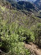 Image of Lavandula minutolii Bolle