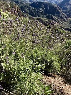 Imagem de Lavandula minutolii Bolle