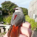 Image of Lavender Waxbill