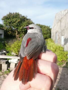 Image of Lavender Waxbill