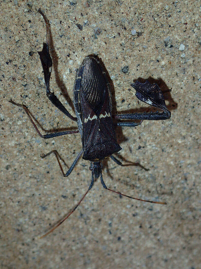 Leptoglossus zonatus (Dallas 1852) resmi