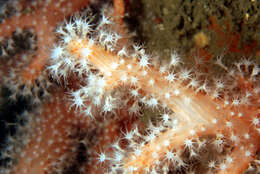 Imagem de Alcyonium glomeratum (Hassall 1843)