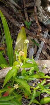 Image of yellow joyweed