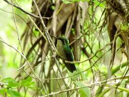 Chlorostilbon mellisugus (Linnaeus 1758) resmi