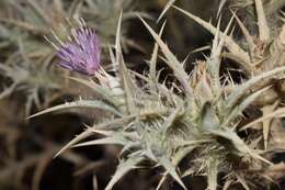 Image of Red Toothed Star-thistle