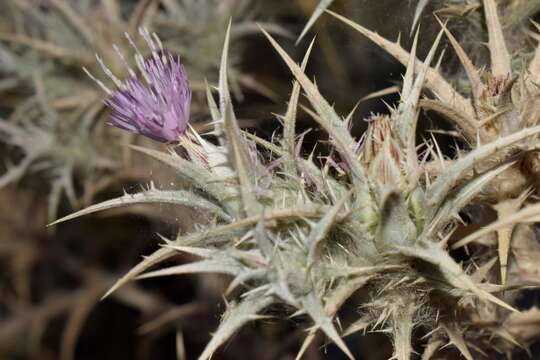 صورة Carthamus dentatus subsp. ruber (Link) Hanelt