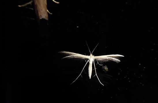 Image of <i>Pterophorus innotatalis</i>