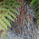 Image of Polystichum speciosissimum (A. Br. ex Kunze) Copel.