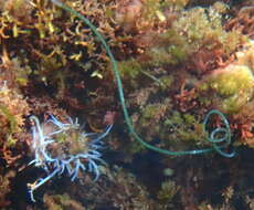 Image of Chaetomorpha spiralis