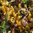 Image of Golden Tundra-moss