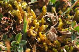 Image of Golden Tundra-moss