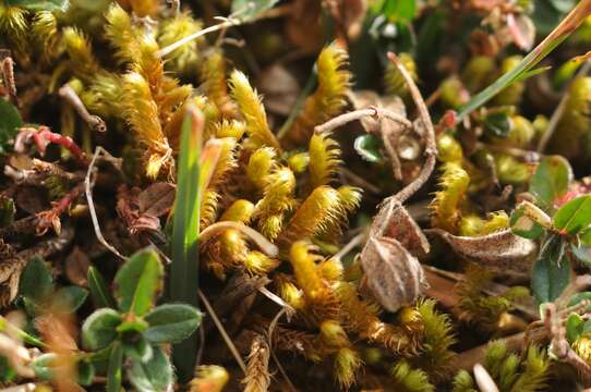 Image of Golden Tundra-moss