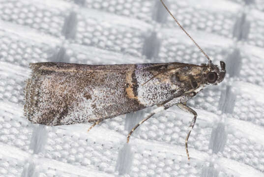 Image of Acrobasis comptella Ragonot 1887