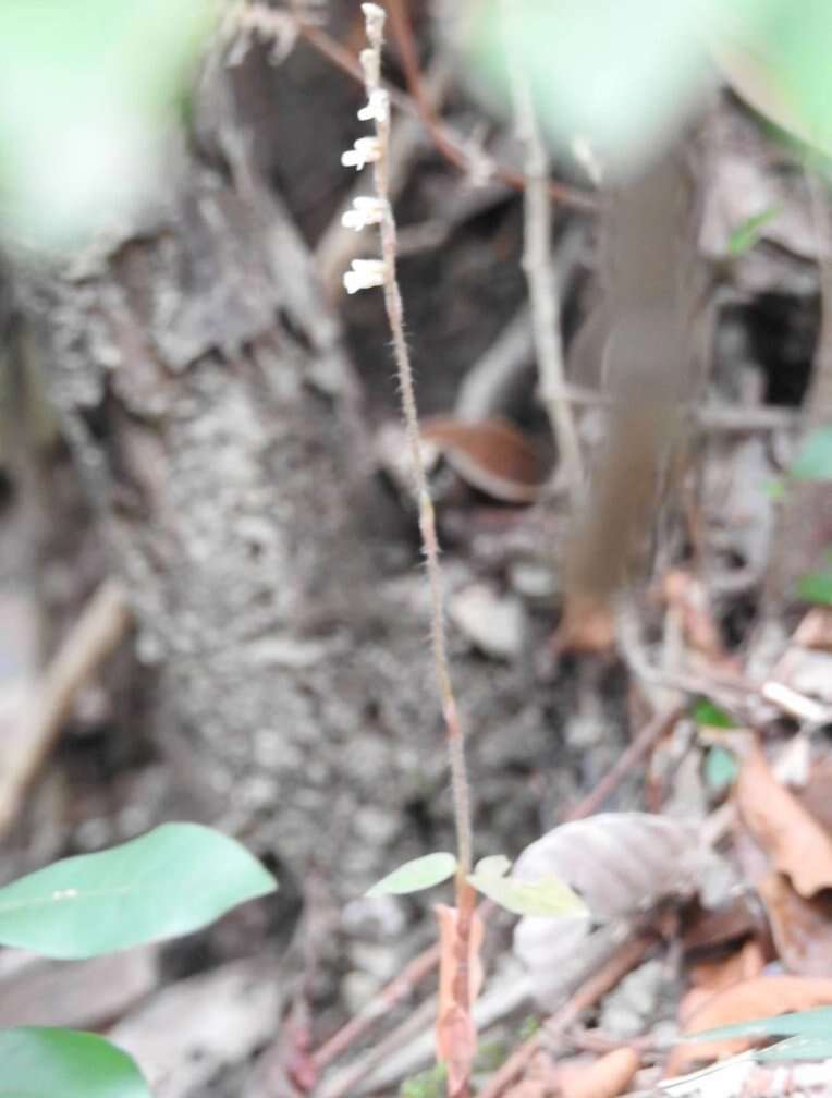 Image of Cleric's Collar Orchid