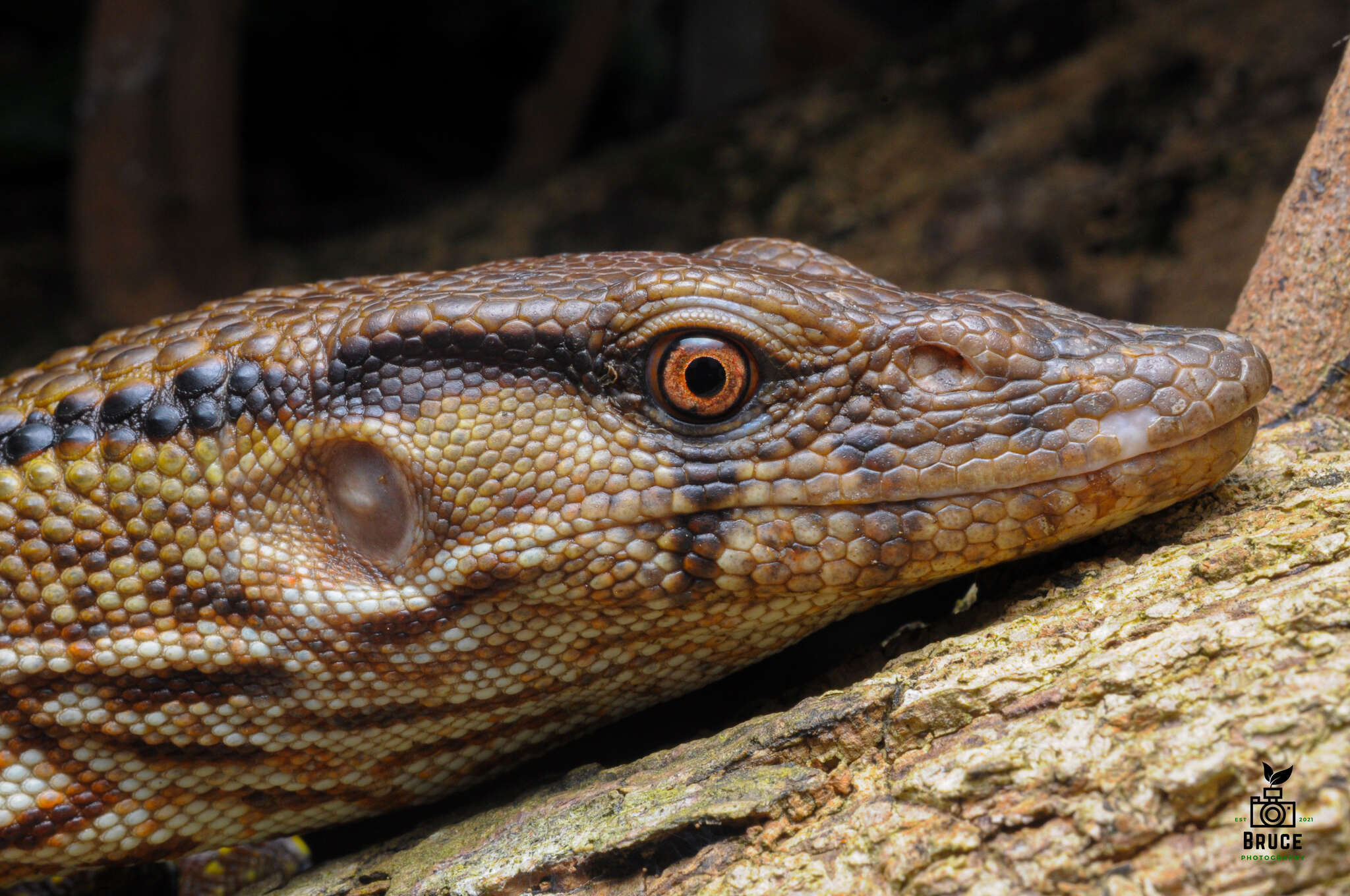 Image of Dumeril Monitor