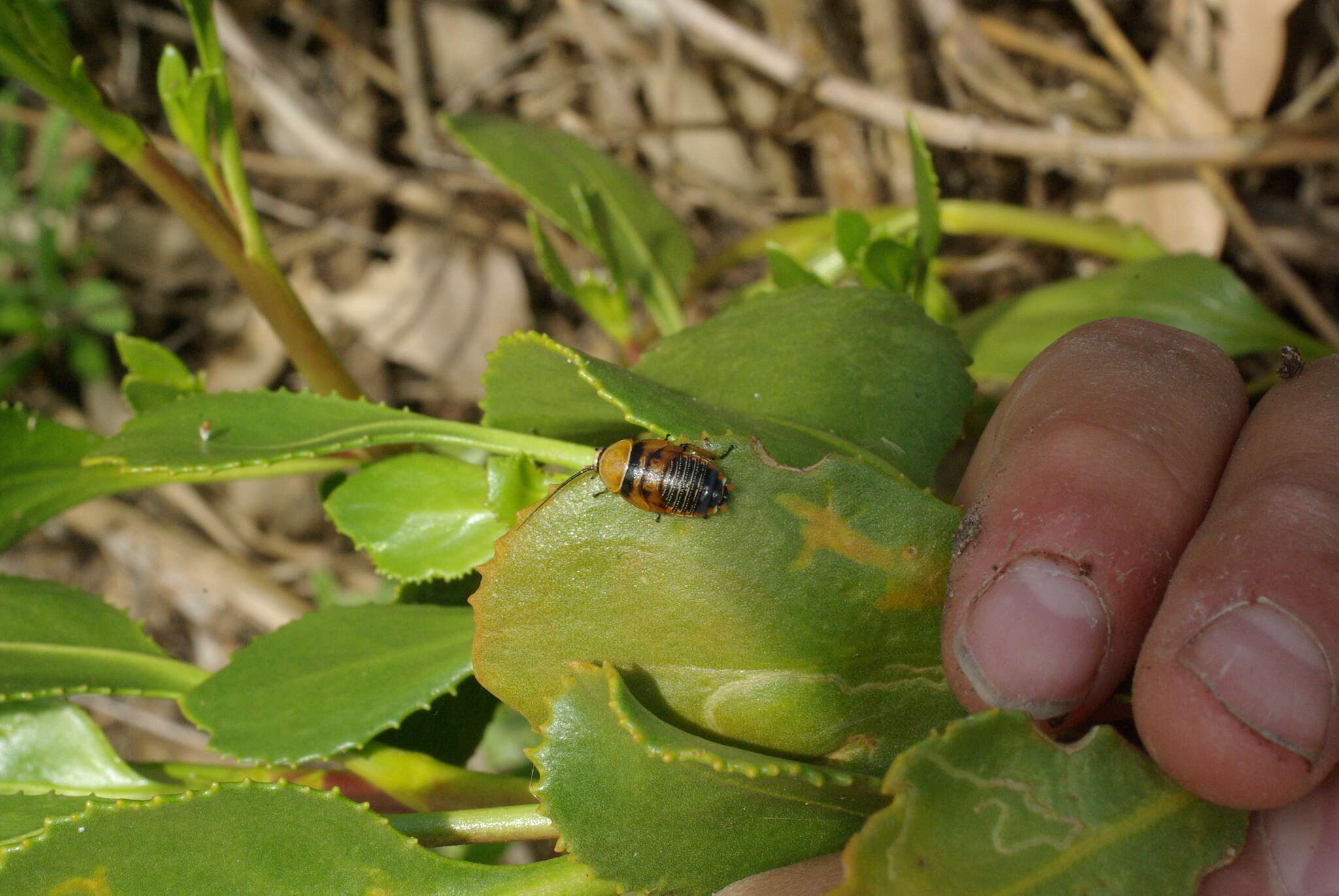 Image of bush cockroach