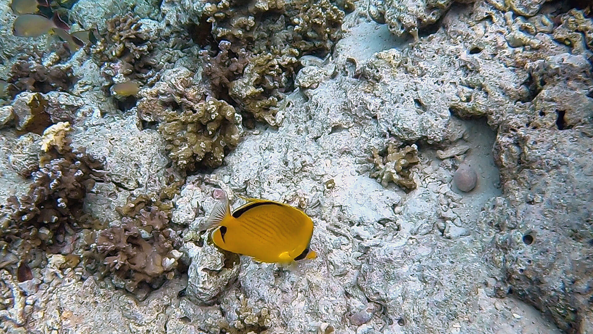 Image of Decorated Butterflyfish