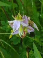 Image of Ophrys apifera var. belgarum Turner Ettl.