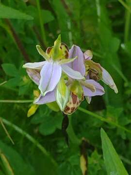 Image of Ophrys apifera var. belgarum Turner Ettl.