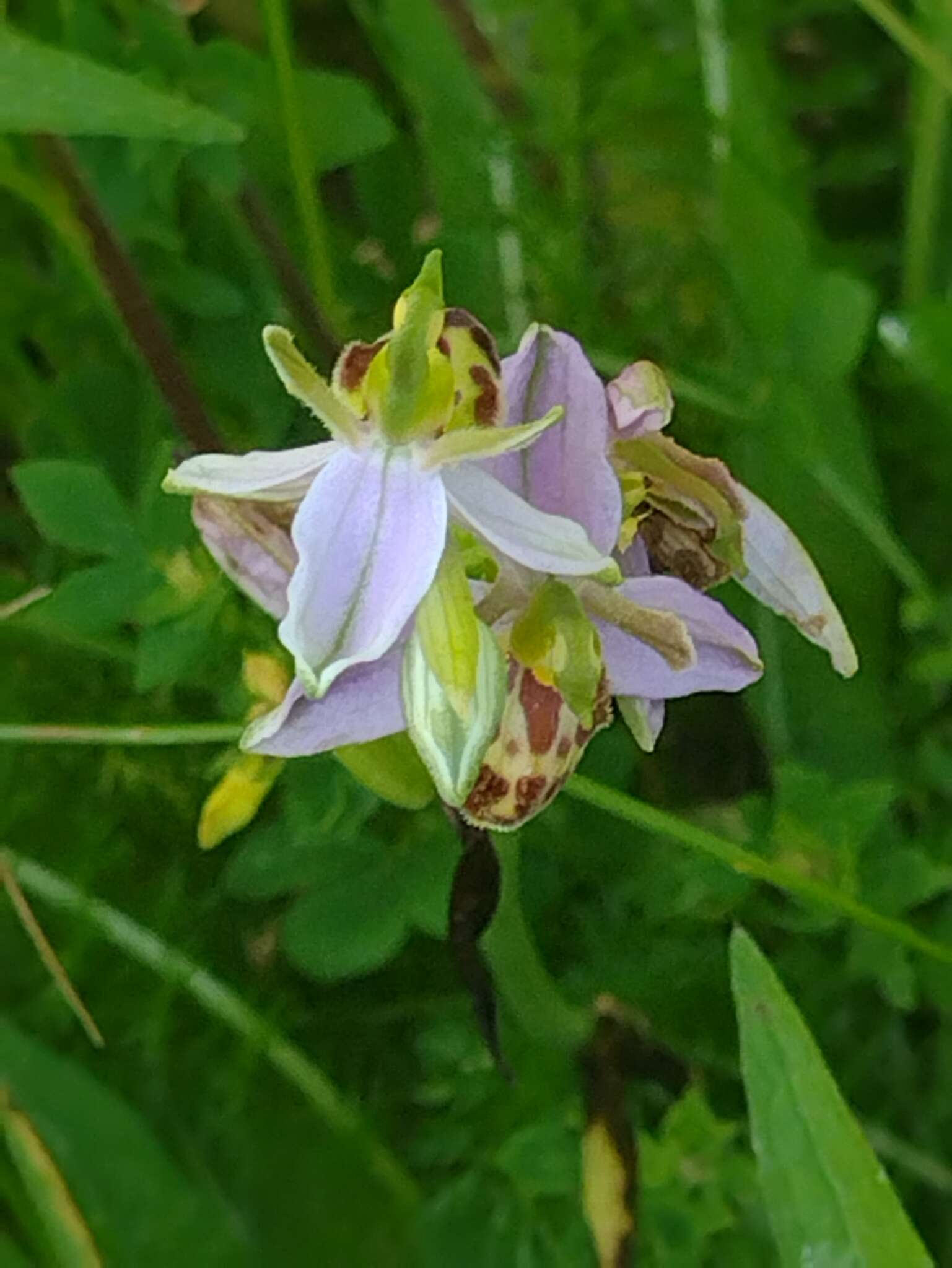 Image of Ophrys apifera var. belgarum Turner Ettl.