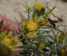 Imagem de Oonopsis wardii (A. Gray) Greene