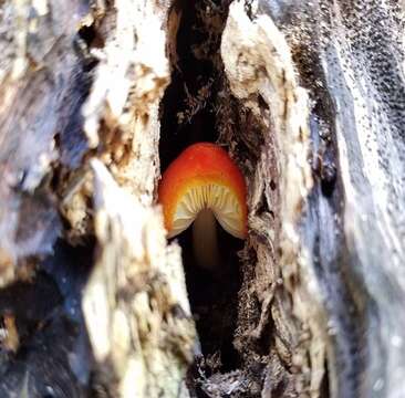 Imagem de Pluteus aurantiorugosus (Trog) Sacc. 1896