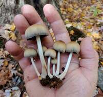 Coprinellus saccharinus (Romagn.) P. Roux, Guy García & Dumas 2006的圖片